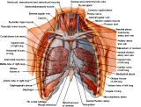 Anatomie:hart,longen,mediastinum,vagus,azygos,trachea,bronchus,vena cava,slokdarm,oesophagus,larynx,cor,diaphragma